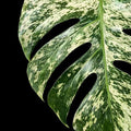 Monstera Star Shadow Tissue Culture Grower's Choice