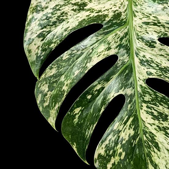 Monstera Star Shadow Tissue Culture Grower's Choice
