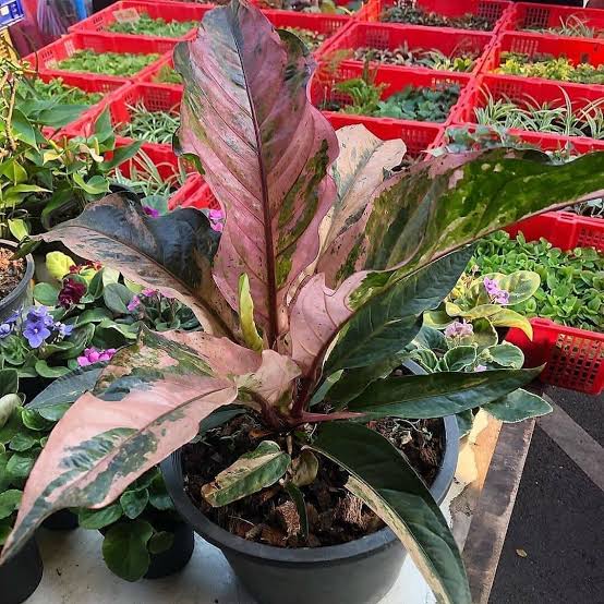 Anthurium Hookeri Pink Tissue Culture Grower's Choice