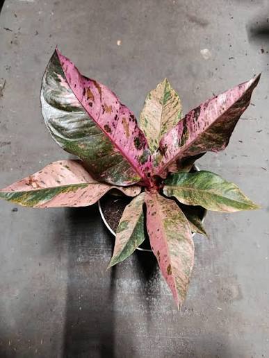 Anthurium Hookeri Pink Tissue Culture Grower's Choice