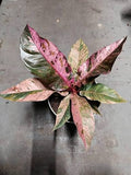 Anthurium Hookeri Pink Tissue Culture Grower's Choice