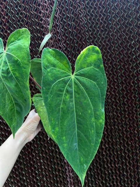 Anthurium Dark Phoenix Mint Variegated Tissue Culture Grower's Choice