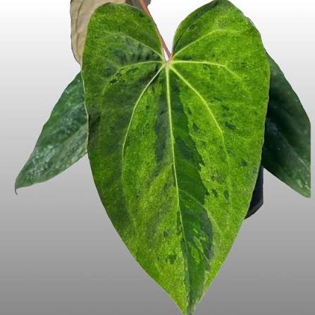 Anthurium Dark Phoenix Mint Variegated Tissue Culture Grower's Choice