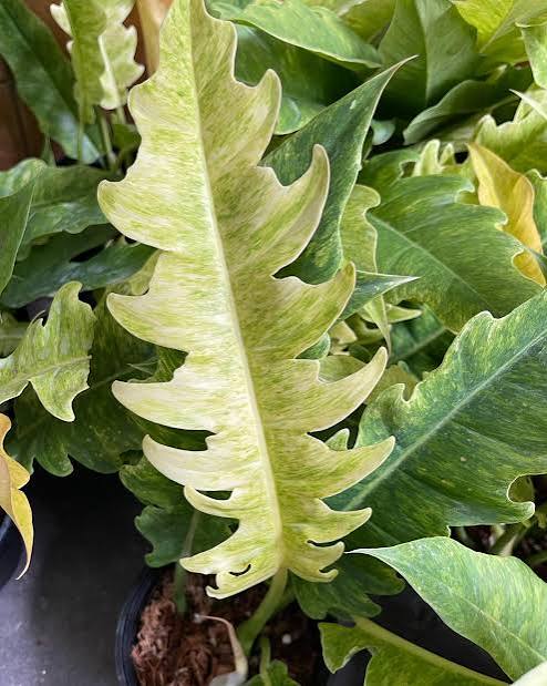 Philodendron Ring of Fire Matcha Tissue Culture Grower's Choice