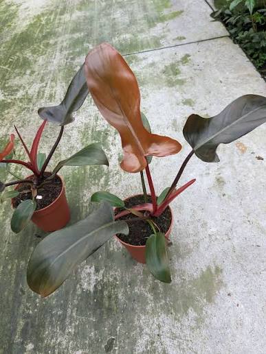 Philodendron Florida Bronze Tissue Culture Grower's Choice