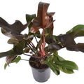 Philodendron Florida Bronze Tissue Culture Grower's Choice