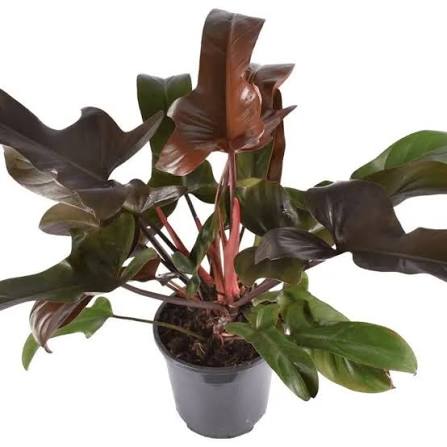 Philodendron Florida Bronze Tissue Culture Grower's Choice