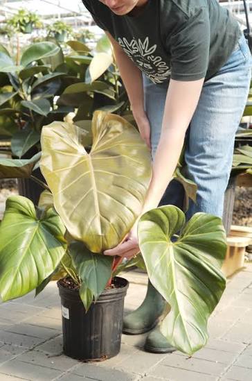 Philodendron Summer Glory Tissue Culture Grower's Choice