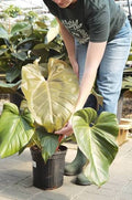 Philodendron Summer Glory Tissue Culture Grower's Choice
