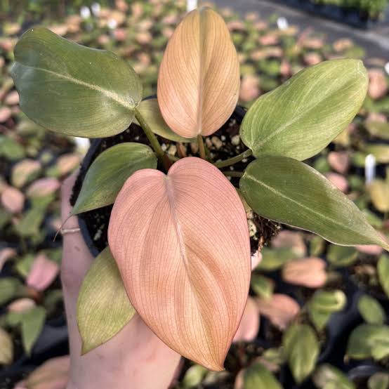 Philodendron Summer Glory Tissue Culture Grower's Choice