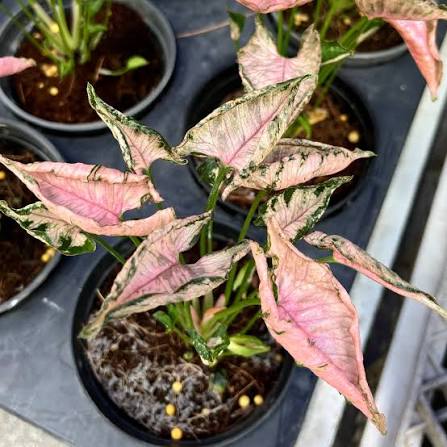 Syngonium Pink Godzilla (Rolli) Tissue Culture Grower's Choice