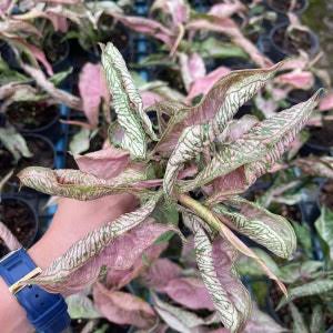 Syngonium Pink Godzilla (Rolli) Tissue Culture Grower's Choice
