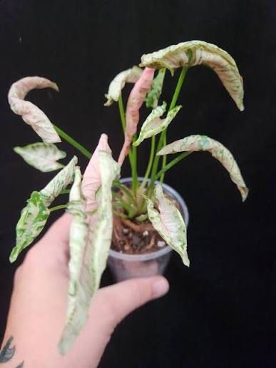 Syngonium Pink Godzilla (Rolli) Tissue Culture Grower's Choice