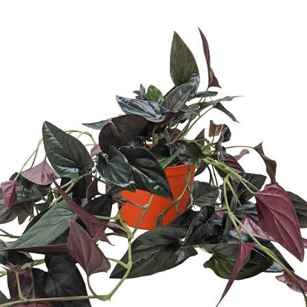 Syngonium Red Arrow Tissue Culture Grower's Choice