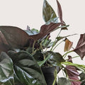 Syngonium Red Arrow Tissue Culture Grower's Choice