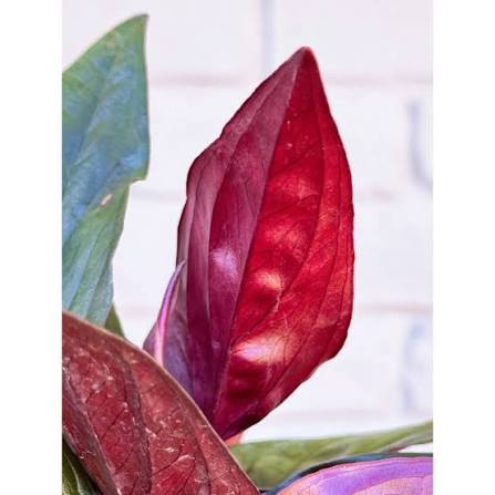 Syngonium Red Arrow Tissue Culture Grower's Choice