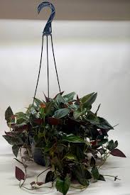 Syngonium Red Arrow Tissue Culture Grower's Choice