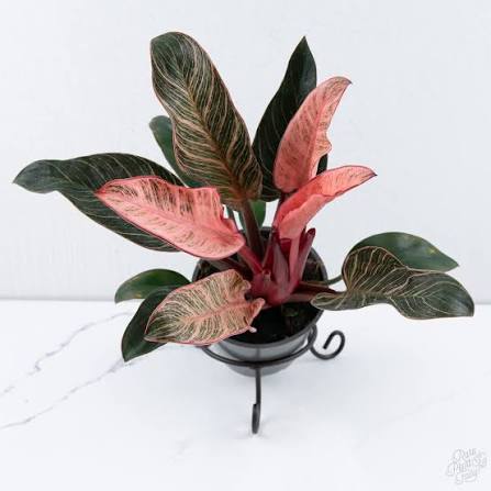 Philodendron Pink Birkin Tissue Culture Grower's Choice