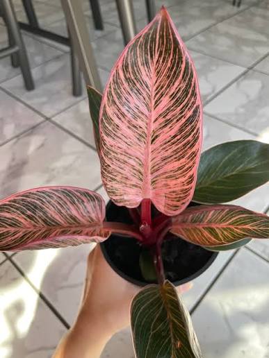 Philodendron Pink Birkin Tissue Culture Grower's Choice