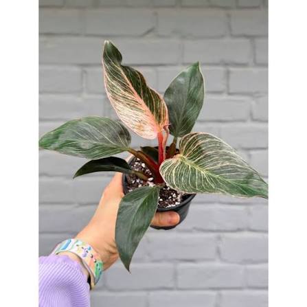 Philodendron Pink Birkin Tissue Culture Grower's Choice