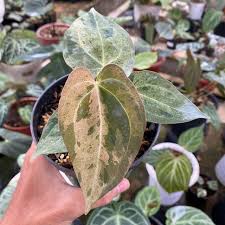 Anthurium Dark Phoenix Variegated Tissue Culture Grower's Choice