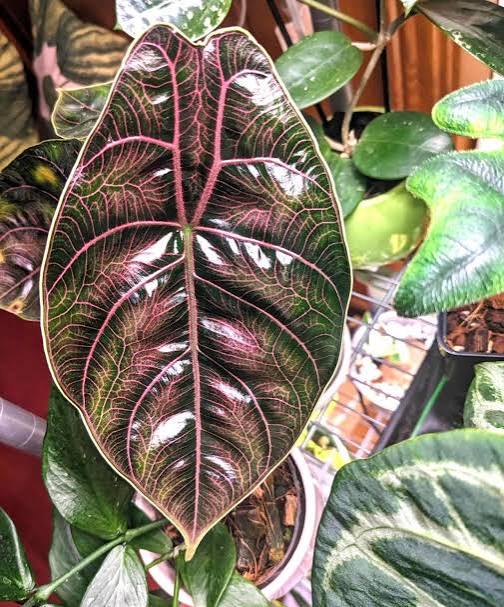 Alocasia Azlanii Red Mambo Tissue Culture Grower's Choice