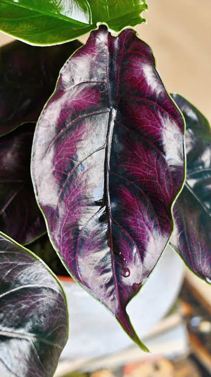 Alocasia Azlanii Red Mambo Tissue Culture Grower's Choice