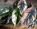 Alocasia Azlanii Red Mambo Tissue Culture Grower's Choice