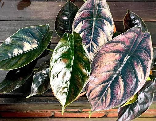 Alocasia Azlanii Red Mambo Tissue Culture Grower's Choice