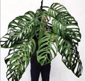 Monstera Esquelito Tissue Culture Growers Choice