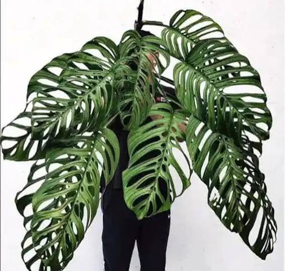 Monstera Esquelito Tissue Culture Growers Choice