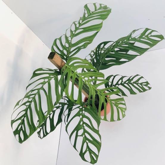 Monstera Esquelito Tissue Culture Growers Choice