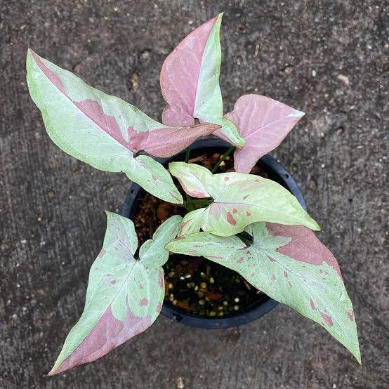 Syngonium Pink Salmon Tissue Culture Grower's Choice