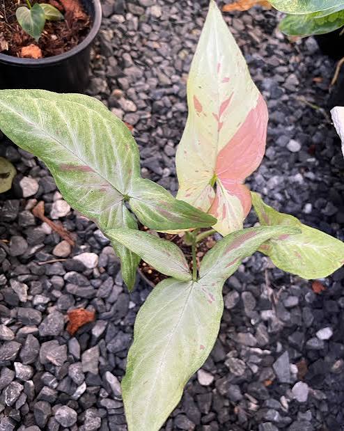 Syngonium Pink Salmon Tissue Culture Grower's Choice