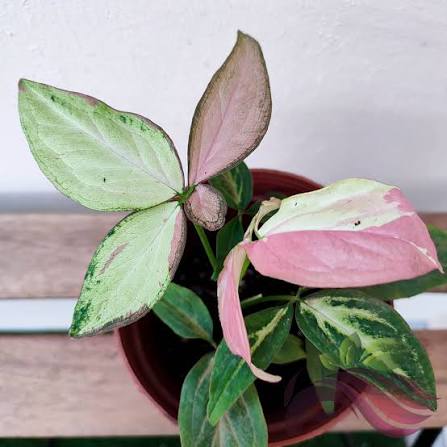 Syngonium Pink Salmon Tissue Culture Grower's Choice