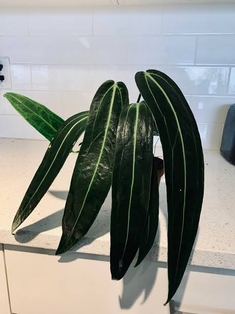 Anthurium Warocqueanum Dark Form Tissue Culture Grower's Choice