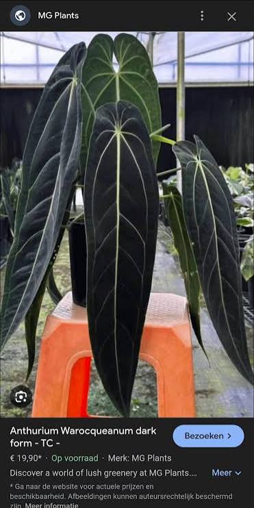 Anthurium Warocqueanum Dark Form Tissue Culture Grower's Choice