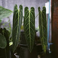 Anthurium Warocqueanum Dark Form Tissue Culture Grower's Choice