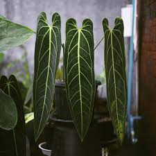 Anthurium Veitchii King Tissue Culture Grower's Choice