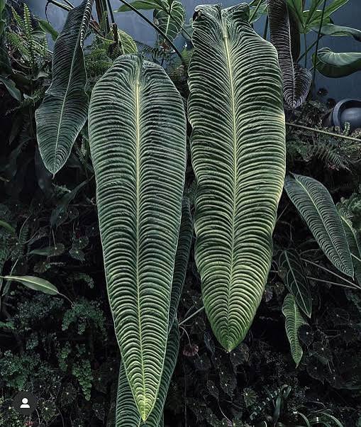 Anthurium Veitchii King Tissue Culture Grower's Choice