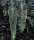 Anthurium Veitchii King Tissue Culture Grower's Choice