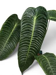 Anthurium Veitchii King Tissue Culture Grower's Choice