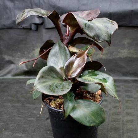 Philodendron Red Heart Tissue Culture Grower's Choice