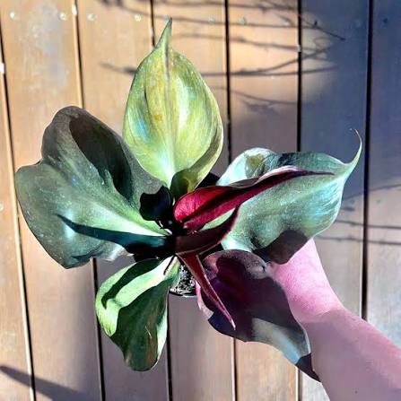 Philodendron Red Heart Tissue Culture Grower's Choice