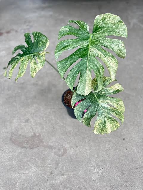 Monstera Green Snow Tissue Culture Grower's Choice