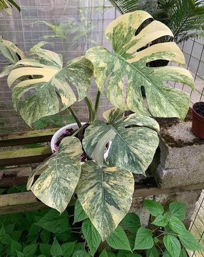 Monstera Green Snow Tissue Culture Grower's Choice