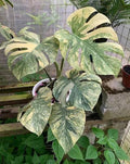 Monstera Green Snow Tissue Culture Grower's Choice