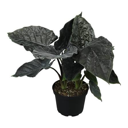 Alocasia Antoro Black Velvet Tissue Culture Grower's Choice