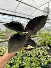 Alocasia Antoro Black Velvet Tissue Culture Grower's Choice