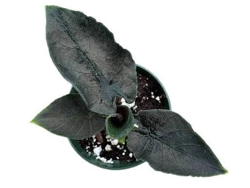 Alocasia Antoro Black Velvet Tissue Culture Grower's Choice